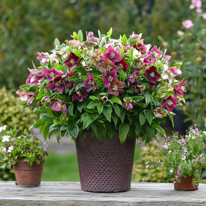 Eléboro - 6 Pzs - Helleborus Orientalis - Altura 20-30cm - ⌀12cm_1