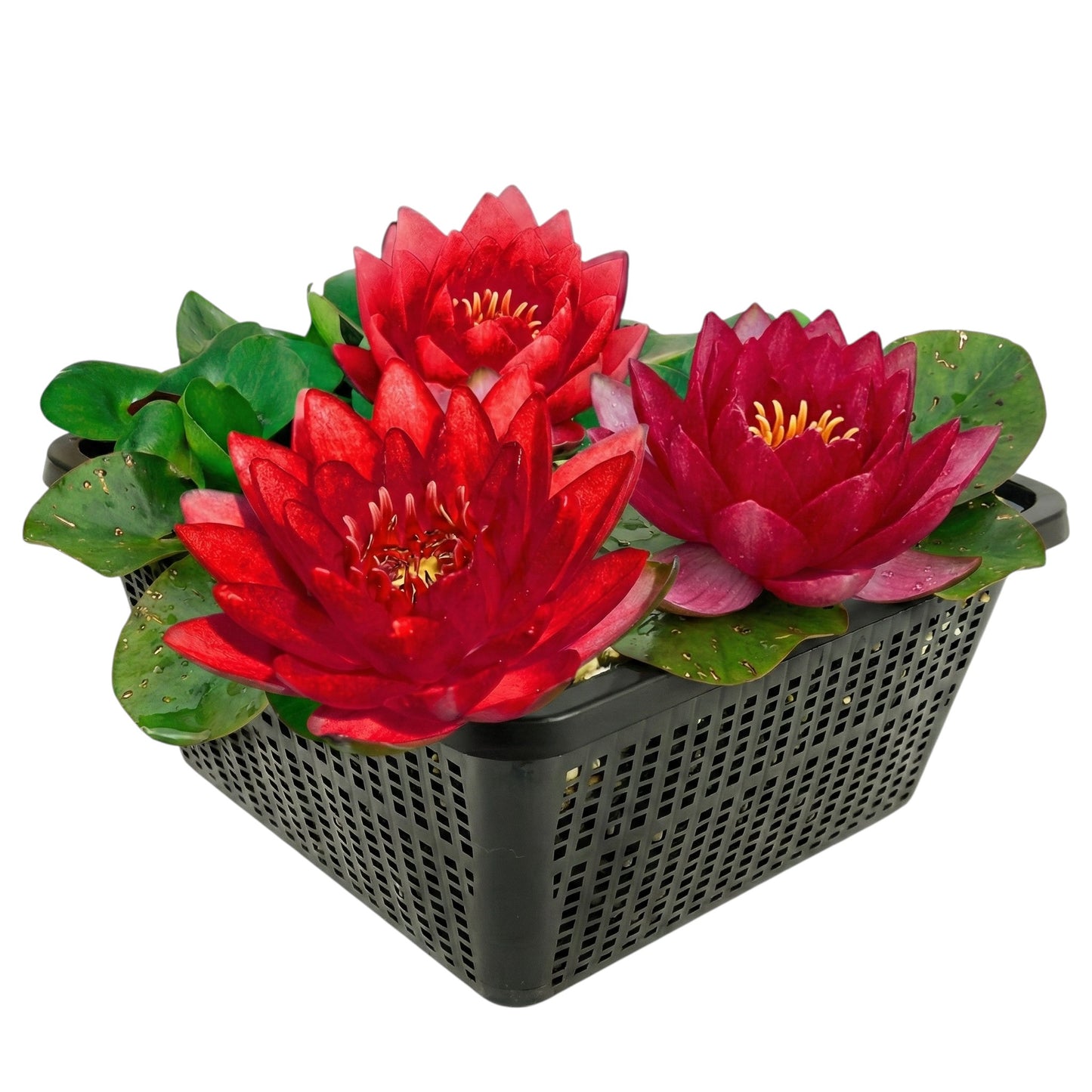 Nymphaea Petroula Nenúfar Estanque - Floración - Resistente - Con Cesta_0