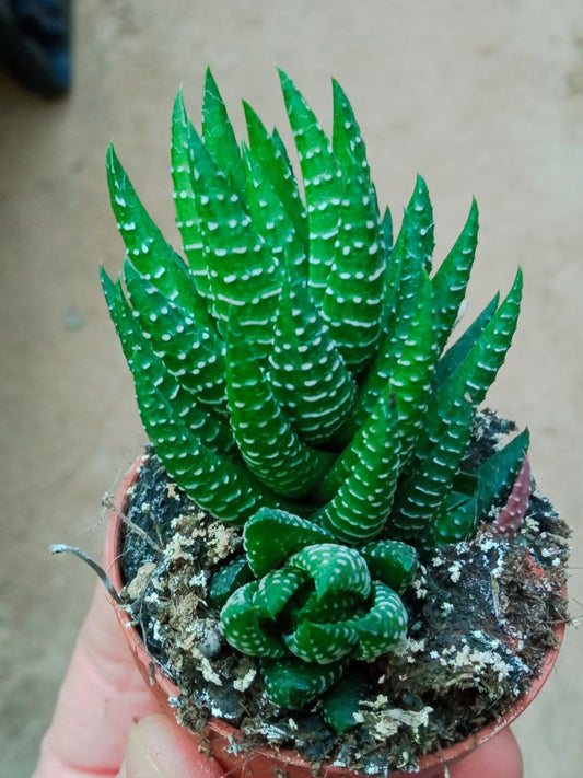 Haworthia Sp 4 Planta Suculenta 5 Cm_0