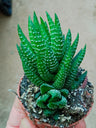 Haworthia Sp 4 Planta Suculenta 5 Cm