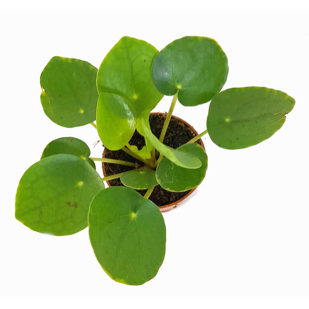 Pilea Peperomoides M6 10cm (planta China Del Dinero)_1