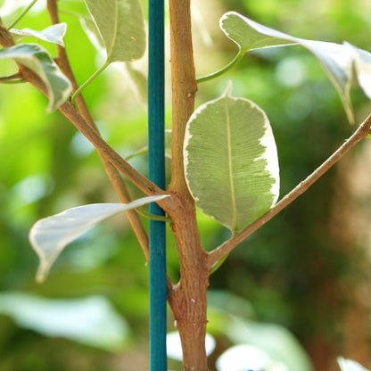 Pack 25 Tutores De Tiras De Cana Split Bamboo 0.4 M Verde Nortene_1