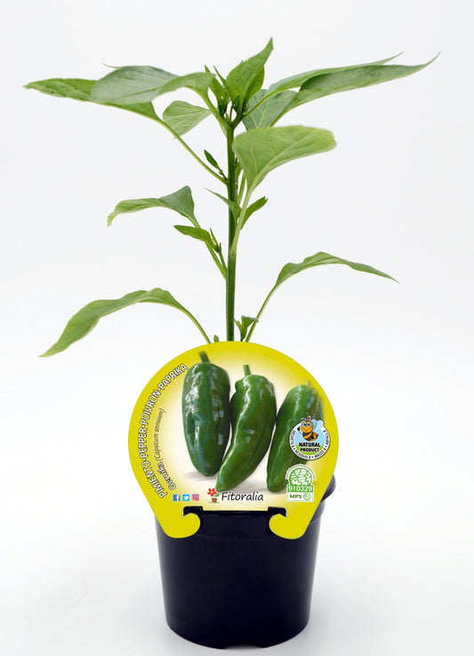 Plantón Pimiento Gernika En Maceta 10,5 Cm. Natural - Fitoralia_0