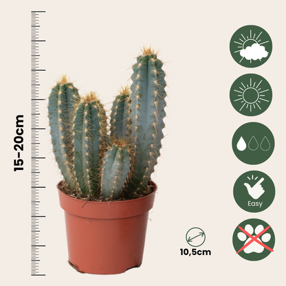 Mezcla De Cactus - Set De 3 - Cactus - Altura 15-20cm - ⌀105cm_2