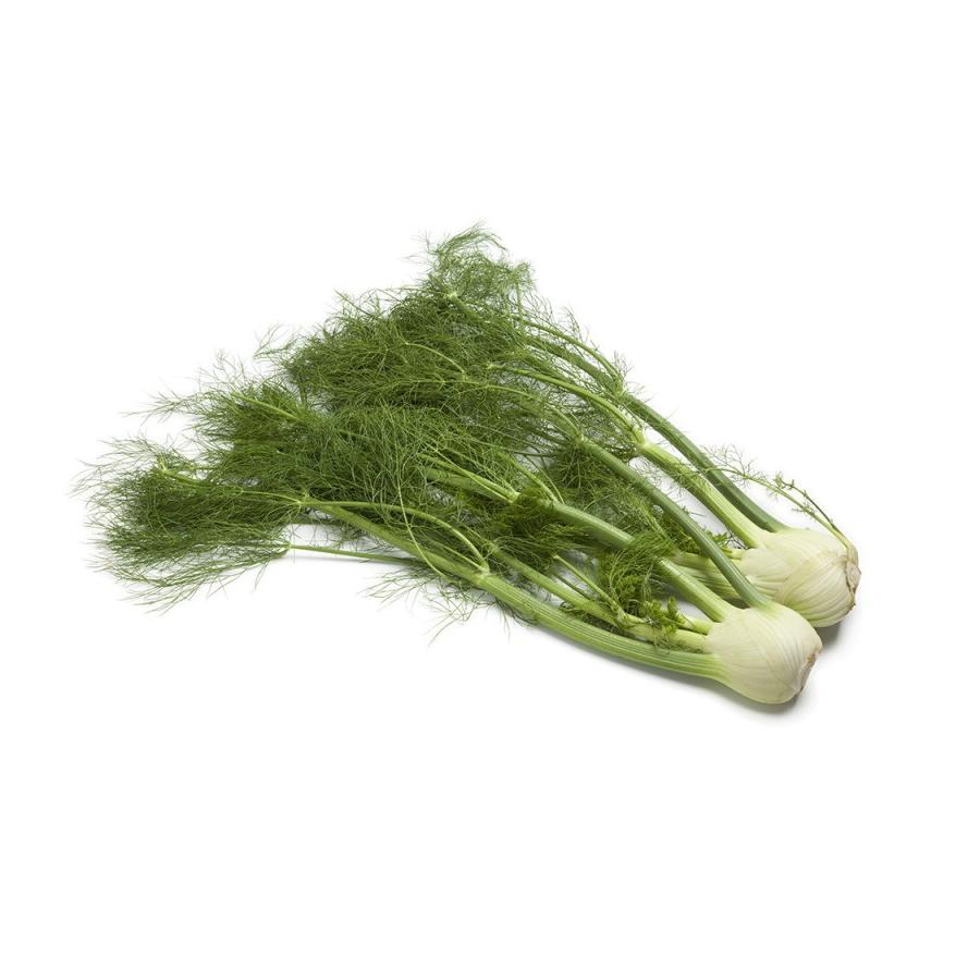 Mudas de Funcho, 6 unidades, Linha Tradicional