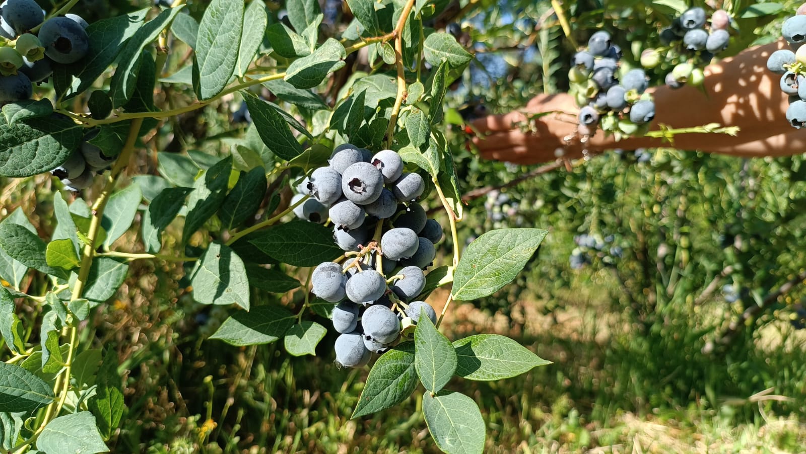 Arándanos Ecológicos | Caja De 1 Kg_1