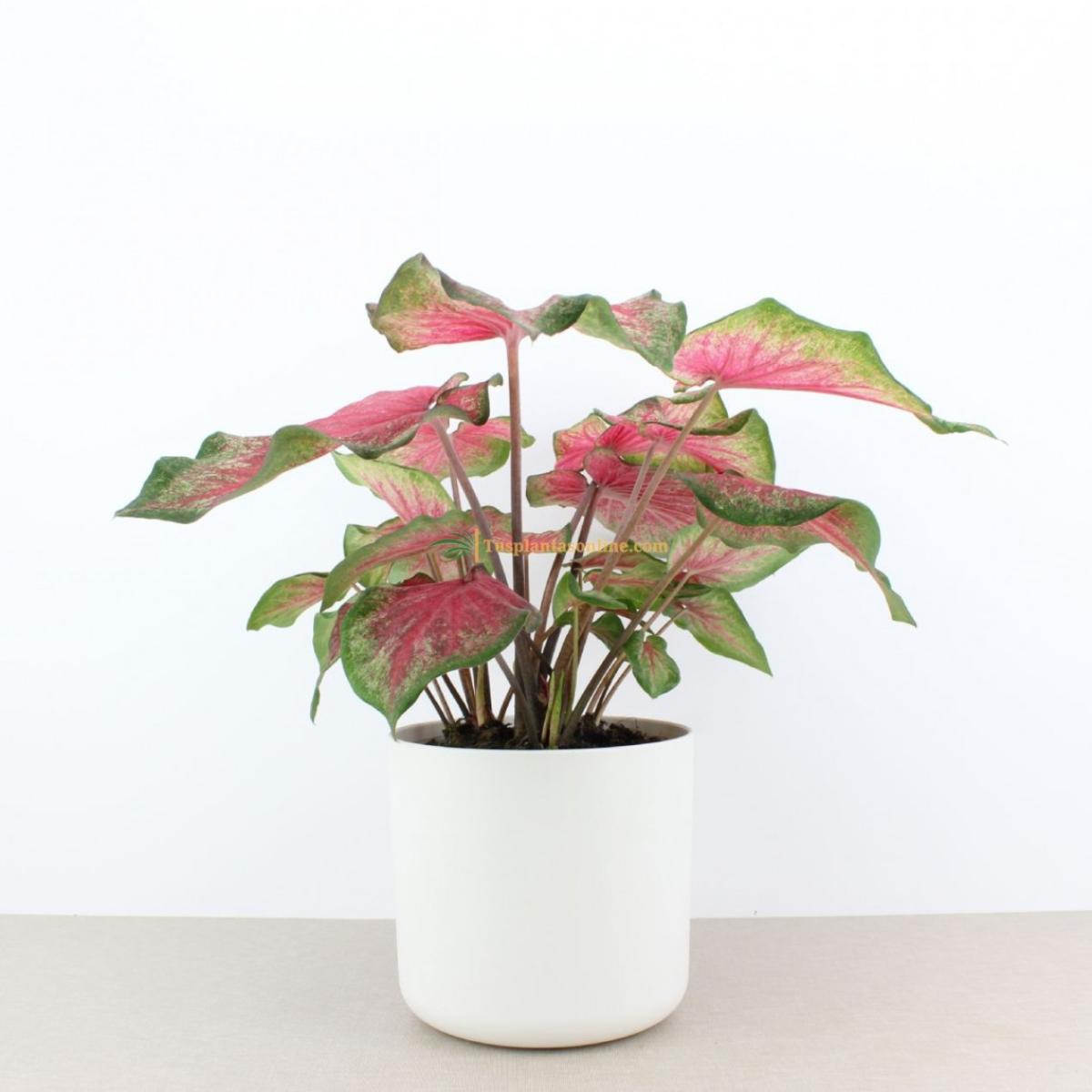 Caladium Bombshell folha extravagante verde escuro e vermelho