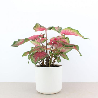 Caladium Bombshell folha extravagante verde escuro e vermelho