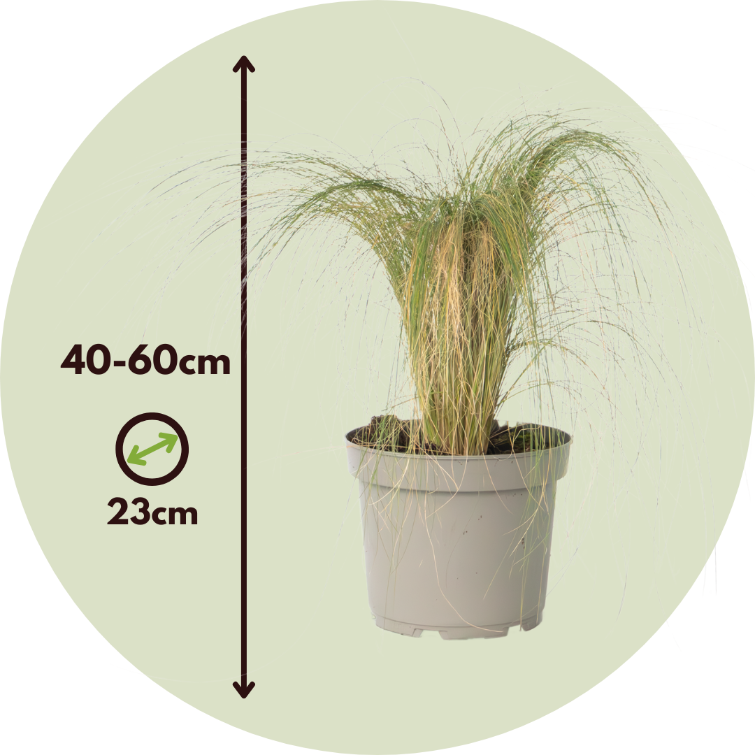 Hierba Plumosa - Pennisetum 'stipa' - Altura 40-60cm - ⌀23cm_2