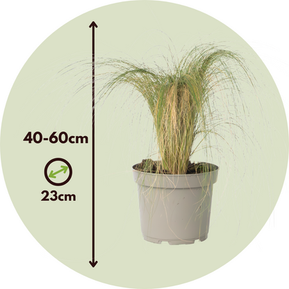 Hierba Plumosa - 2 Pzs - Pennisetum 'stipa' - Altura 40-60cm - ⌀23cm_2