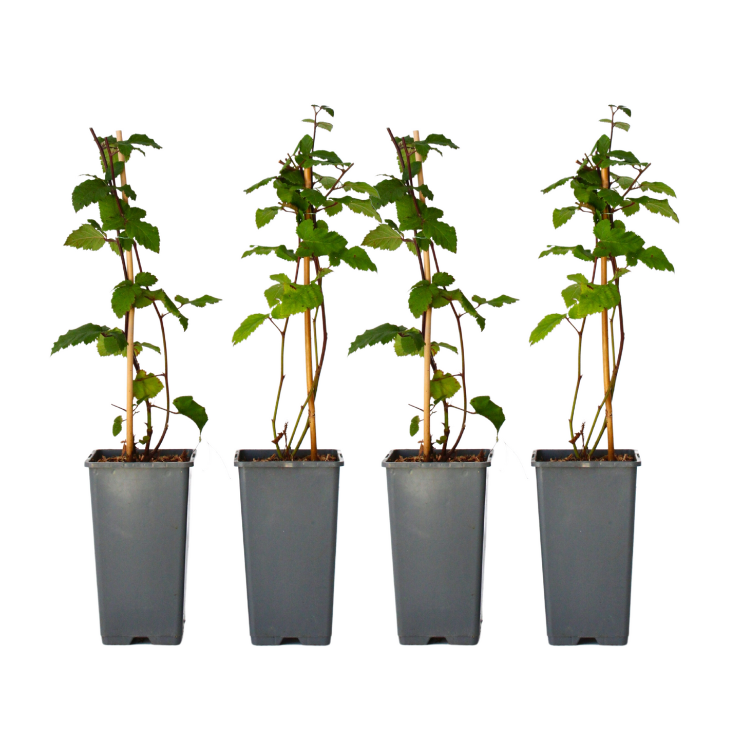 Zarzamora - 4 Pzs - Rubus Fruticosus 'thornfree' - Altura 50-60cm - ⌀15cm_0