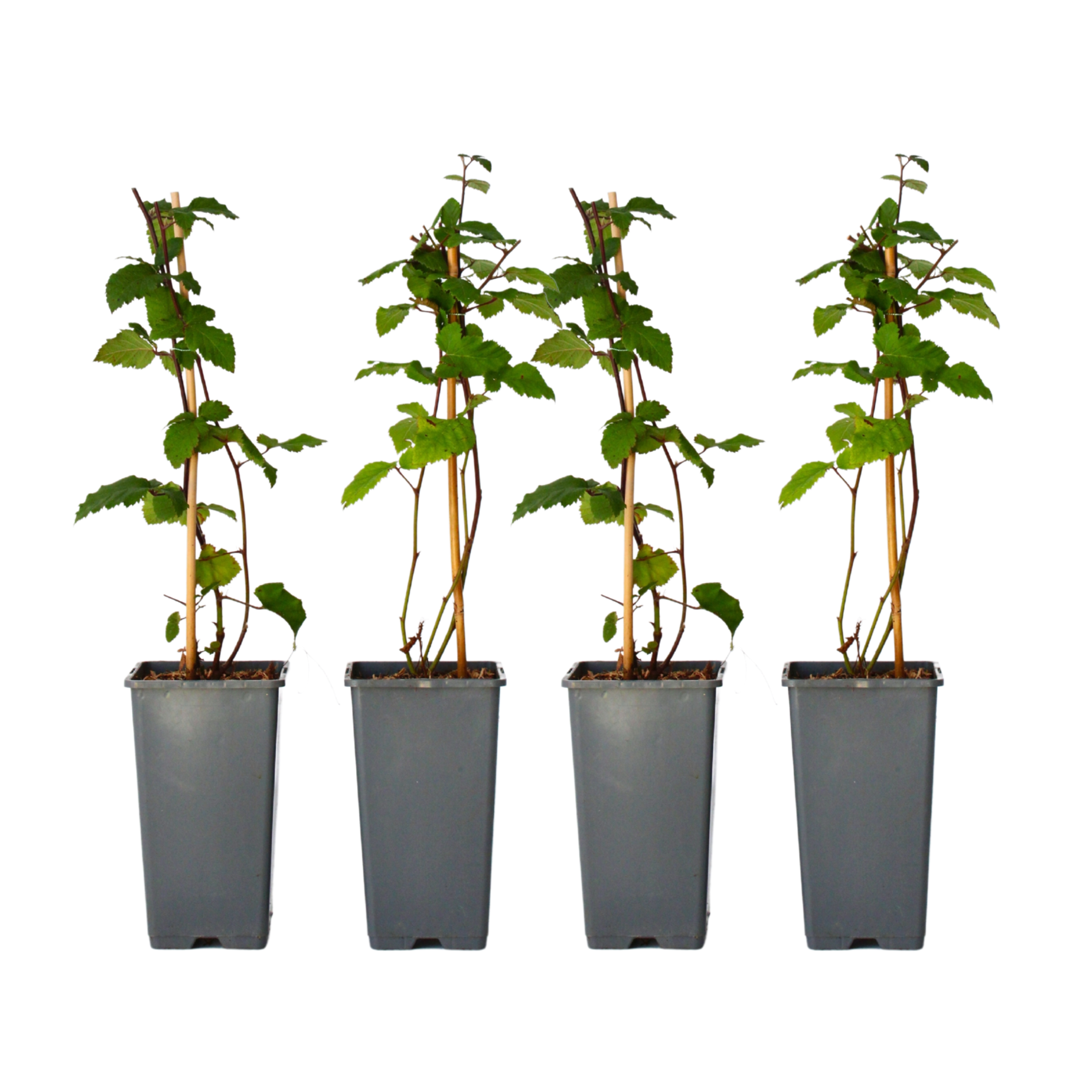 Zarzamora - 4 Pzs - Rubus Fruticosus 'thornfree' - Altura 50-60cm - ⌀15cm_0