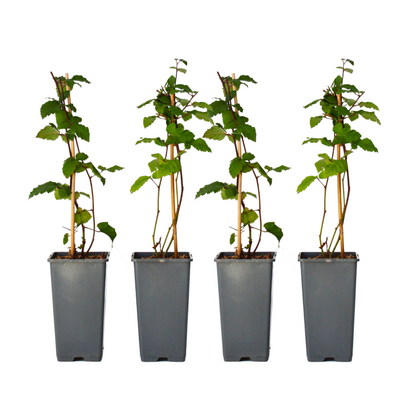 Zarzamora - 4 Pzs - Rubus Fruticosus 'thornfree' - Altura 50-60cm - ⌀15cm_0