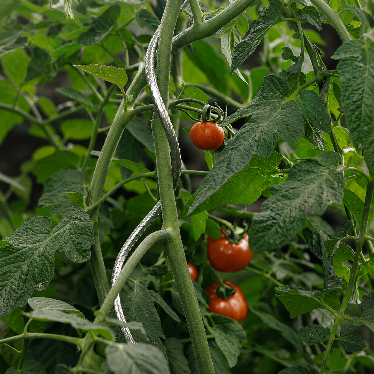 Tutor Tomate Spiral 1.80 M Nortene_3