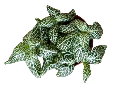 1 Planta Surtida Fittonia De Colores Ø8_1