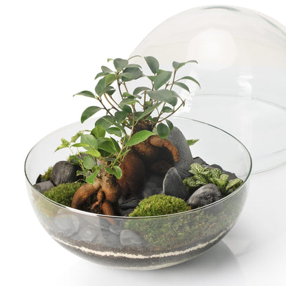 Borneo Terra Ficus Retusa Terrário Ø28 x 28 cm