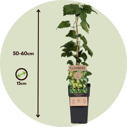 Plantas De Lúpulo - 2 Pzs - Humulus Lupulus 'nordbrau' - Altura 50-60cm - ⌀15cm_2