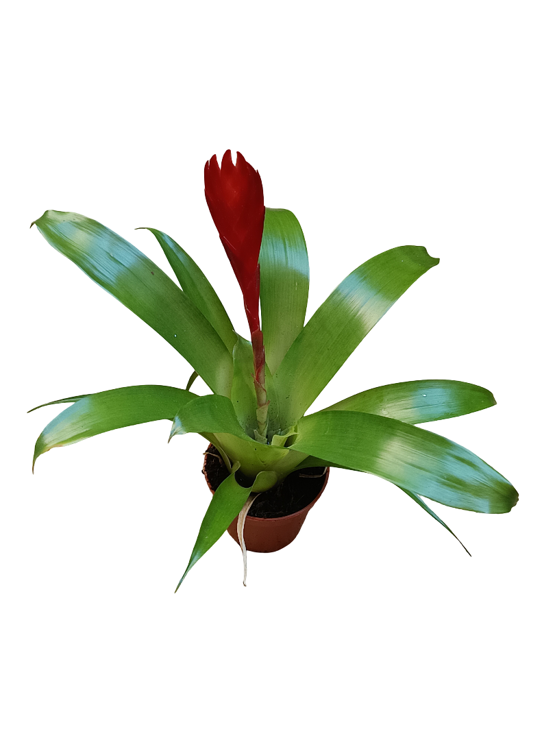 Vriesea Christianae Mini Flor Roja Planta Bromelia Ø5 Cm_0