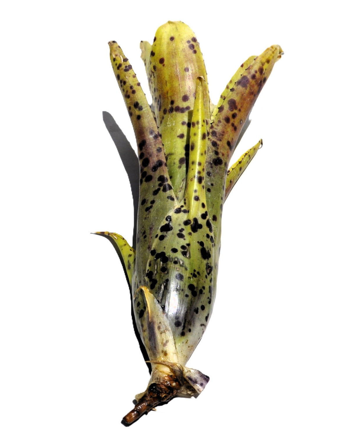 Neoregelia 'Anteia', Bromelia punteada, Curiosarium, Altura 22 cm, Diámetro 15 cm_3