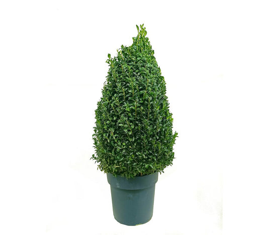 Buxus Sempervirens Pirámide M27 60cm_0