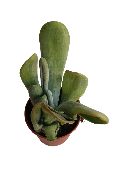 Kalanchoe Oricula Planta Suculenta Ø5_0