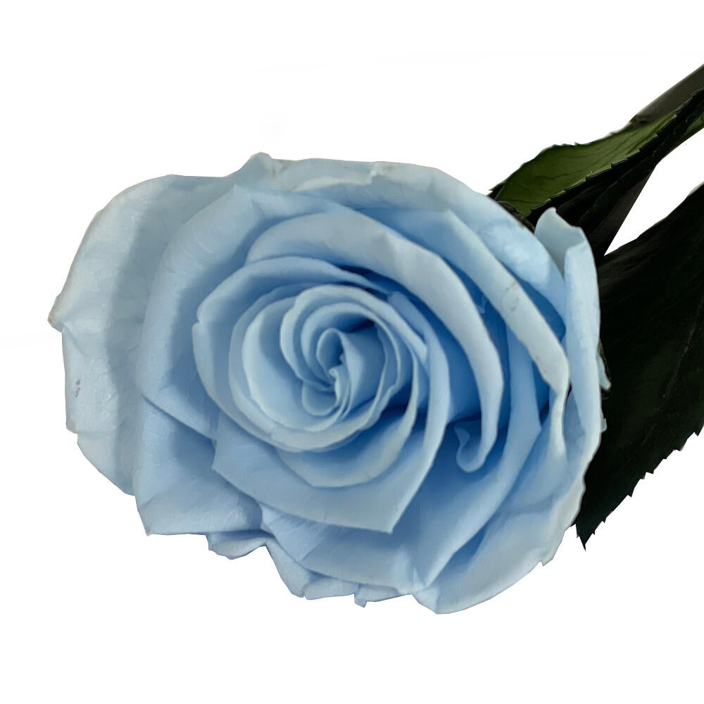Mundo Eterno Rosa Preservada Azul Claro 55cm_0