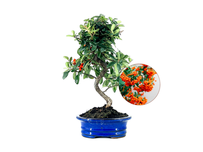Bonsái Pyracantha – Espino De Fuego 8 Años_0