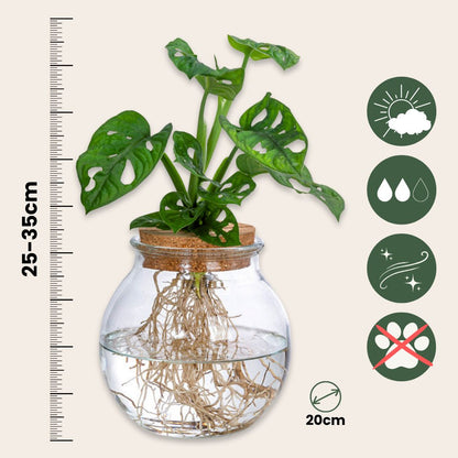 Máscara De Mono - Monstera Adansonii 'monkey Mask' - Altura 25-35cm - ⌀20cm_2