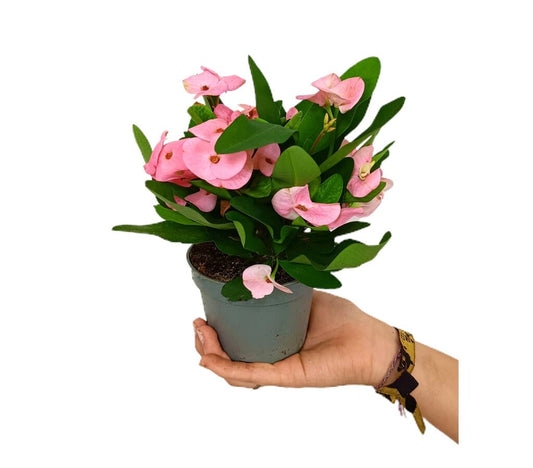 Euphorbia Milii Charlotte M11 25cm (corona De Cristo)_0