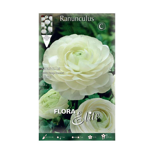 Bolbos de Ranúnculo Elite Branco 10 unidades