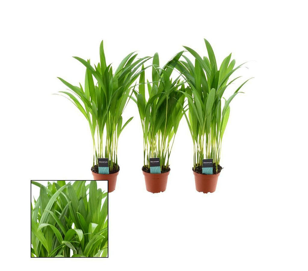 Areca Lutescens M7_0