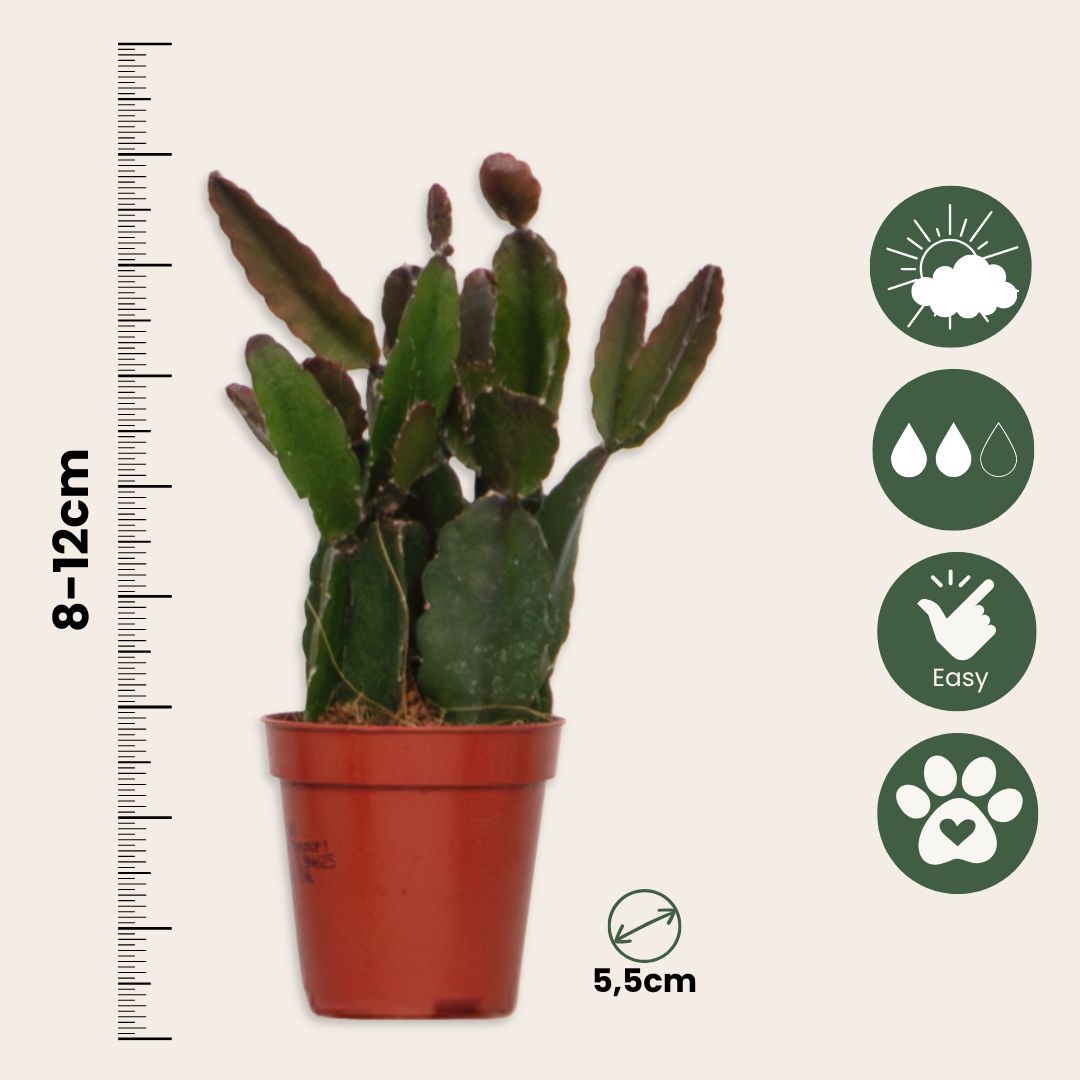 Mezcla De Cactus Coral - Rhipsalis - Pack De 6 - Altura 8-12 Cm - Maceta 5.5 Cm_2