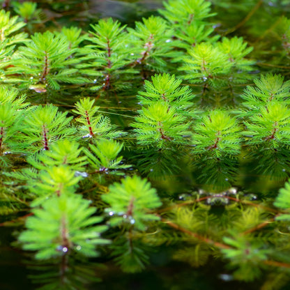 Milhojas Planta Oxigenante Estanque - Agua Clara - Resistente - 9 Uds_1