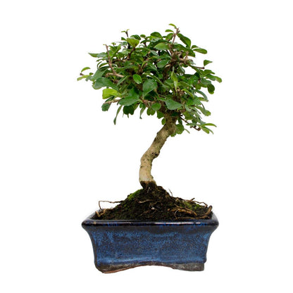 Bonsai Carmona microphylla 5 anos