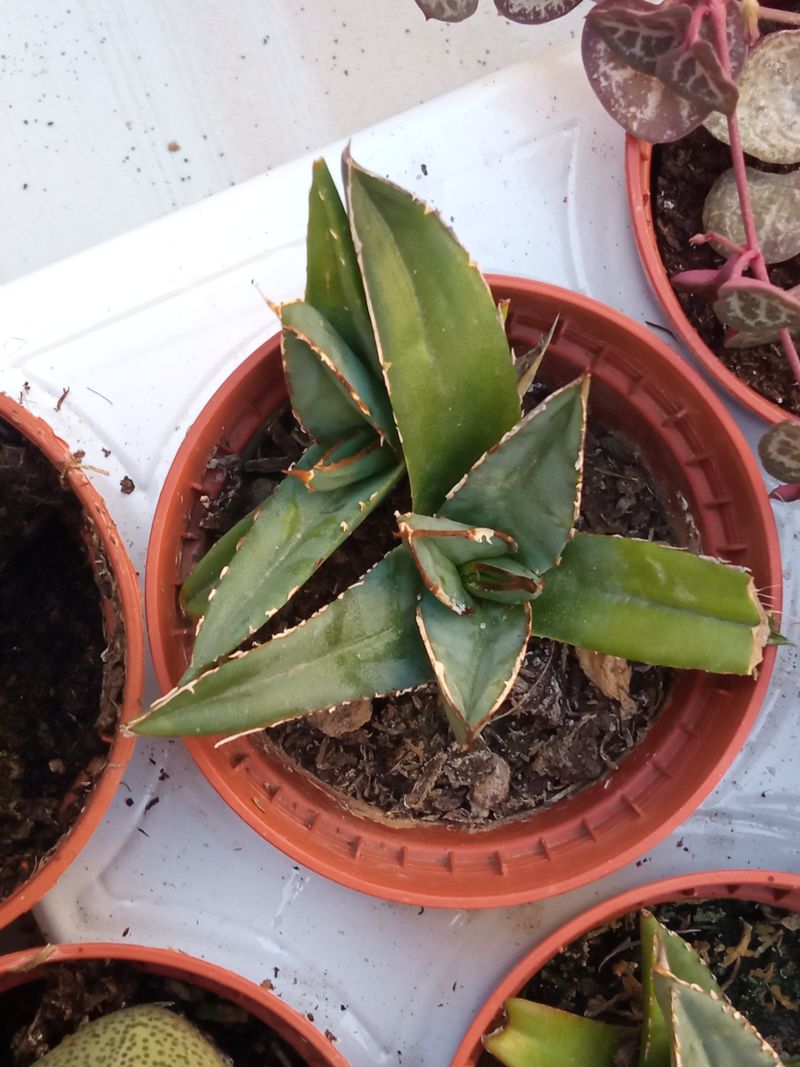 Agave Victoria Planta Suculenta 5 Cm_0