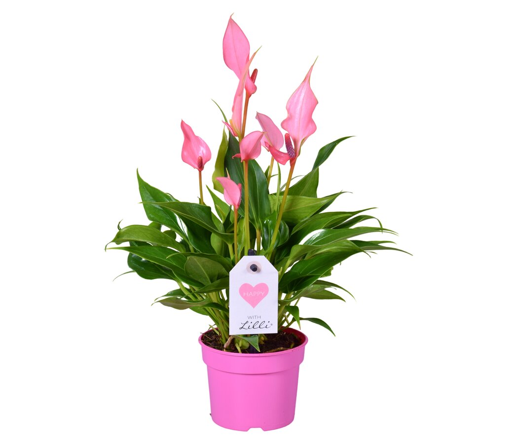 Anthurium Andreanum Lilli M9 30cm_0