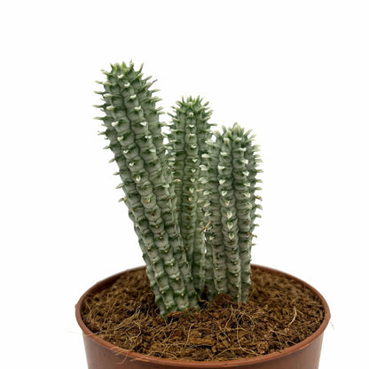 Euphorbia Mammillaris Variegata Cactus Y Suculentas M8,5 cm Ø_0