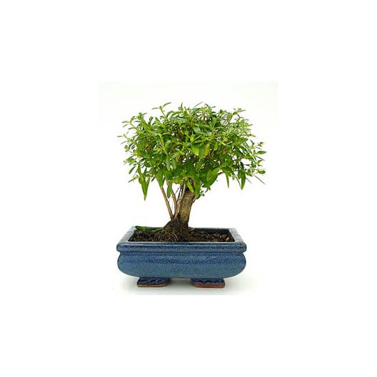 Serissa phoetida bonsai, 5 anos, MIL ESTRELAS