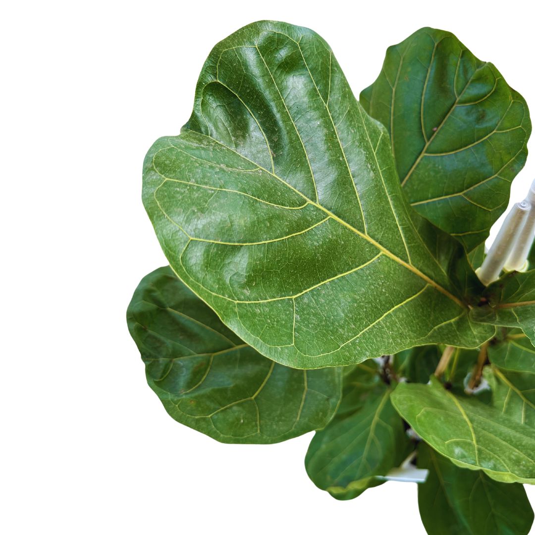 Ficus Lyrata Planta Perfecta Para Exterior O Interior_1