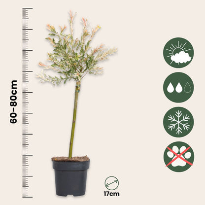 Árbol Flamenco - 4 Pzs - Salix Integra 'flamingo' - Altura 60-80cm - ⌀17cm_2