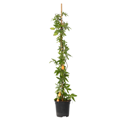 Pasionaria Azul - Passiflora Caerulea - Altura 110-120cm - ⌀17cm_0