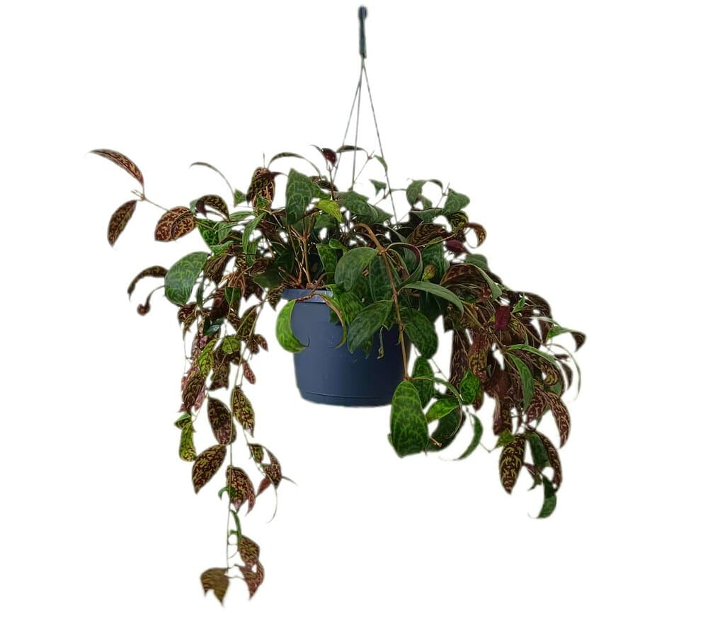 Aeschynanthus Marmoratus M17_0
