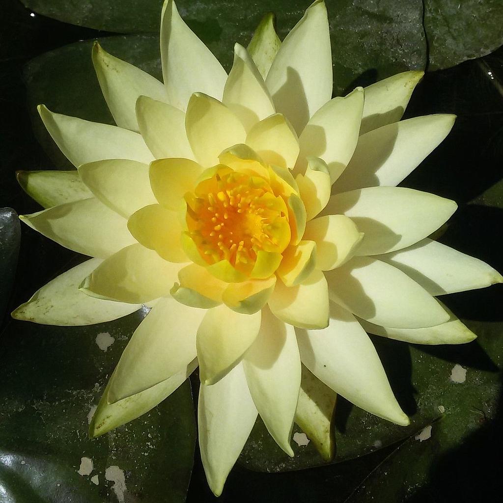 Nenúfar Yellow Princess_0