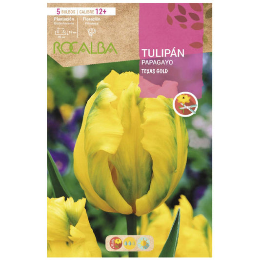 Bulbo de tulipa amarelo dourado do Texas 5 peças Rocalba