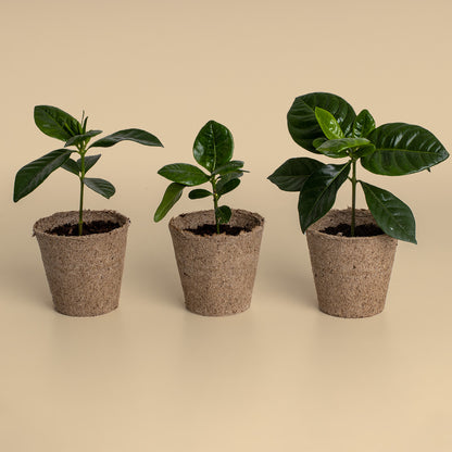 Kit de Cultivo de Café Arábica Cultiva tu Propio Cafeto en Casa | Regalo Original - Resetea_4