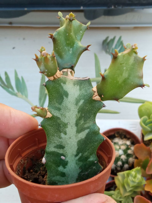 Euphorbia Lactea Planta Suculenta 5 Cm_0