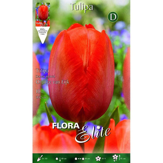 Bulbos de Tulipa Darwin Laranja Elite 10 unidades
