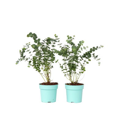 Eucalipto - 2 Pzs - Eucalyptus Pulverulenta 'baby Blue' - Altura 35-45cm - ⌀15cm_0