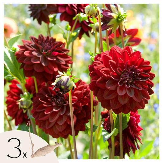 Tubérculos De Dalia - 3 Pzs - Dahlia 'arabian Night' - Rojo_0