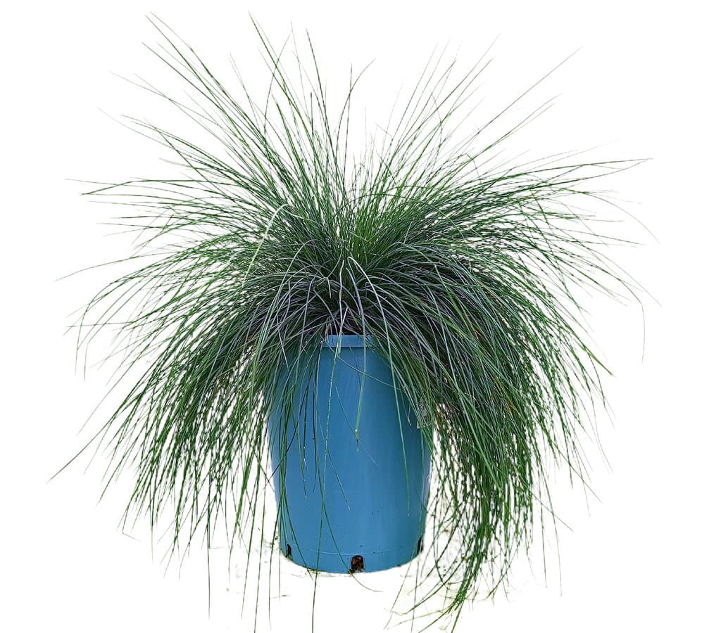 Festuca Glauca M22_0